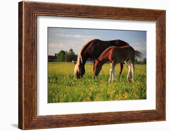 Mare and foal in the Kochelmoos near Benediktbeuern, Upper Bavaria, Bavaria, Germany-null-Framed Art Print