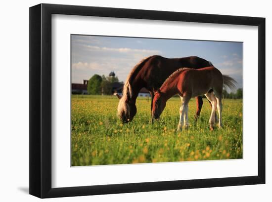 Mare and foal in the Kochelmoos near Benediktbeuern, Upper Bavaria, Bavaria, Germany-null-Framed Art Print