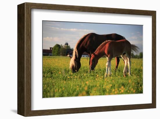 Mare and foal in the Kochelmoos near Benediktbeuern, Upper Bavaria, Bavaria, Germany-null-Framed Art Print