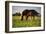 Mare and foal in the Kochelmoos near Benediktbeuern, Upper Bavaria, Bavaria, Germany-null-Framed Art Print