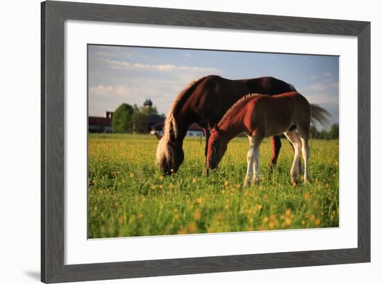 Mare and foal in the Kochelmoos near Benediktbeuern, Upper Bavaria, Bavaria, Germany-null-Framed Art Print