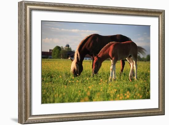 Mare and foal in the Kochelmoos near Benediktbeuern, Upper Bavaria, Bavaria, Germany-null-Framed Art Print