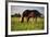 Mare and foal in the Kochelmoos near Benediktbeuern, Upper Bavaria, Bavaria, Germany-null-Framed Art Print