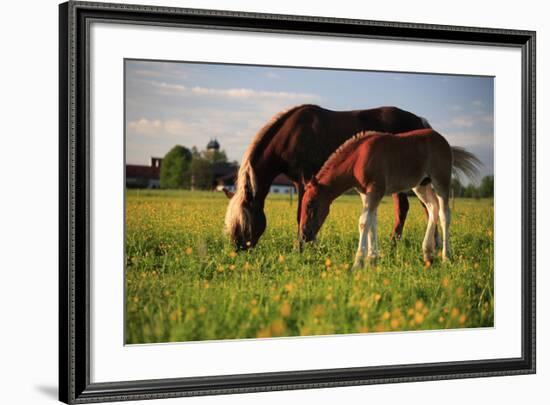 Mare and foal in the Kochelmoos near Benediktbeuern, Upper Bavaria, Bavaria, Germany-null-Framed Art Print