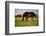 Mare and foal in the Kochelmoos near Benediktbeuern, Upper Bavaria, Bavaria, Germany-null-Framed Art Print