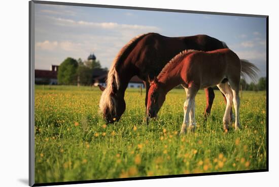 Mare and foal in the Kochelmoos near Benediktbeuern, Upper Bavaria, Bavaria, Germany-null-Mounted Art Print