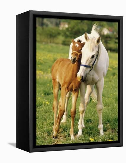 Mare and foal nuzzling. Urakawa, Hokkaido, Japan-Aso Fujita-Framed Premier Image Canvas