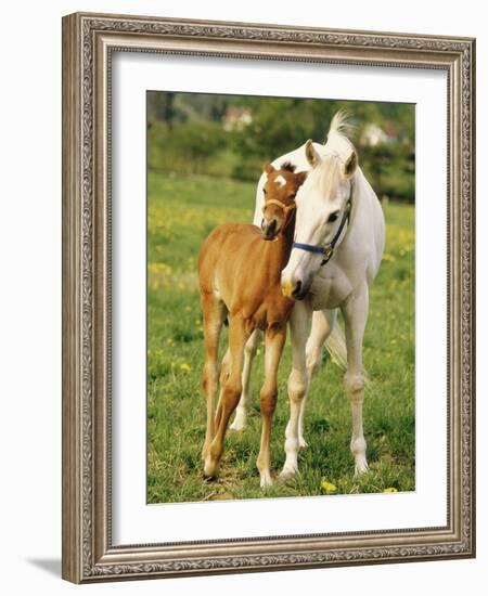 Mare and foal nuzzling. Urakawa, Hokkaido, Japan-Aso Fujita-Framed Photographic Print