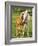 Mare and foal nuzzling. Urakawa, Hokkaido, Japan-Aso Fujita-Framed Photographic Print