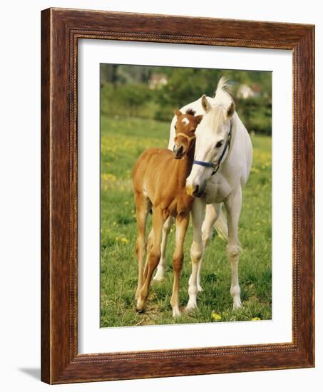 Mare and foal nuzzling. Urakawa, Hokkaido, Japan-Aso Fujita-Framed Photographic Print