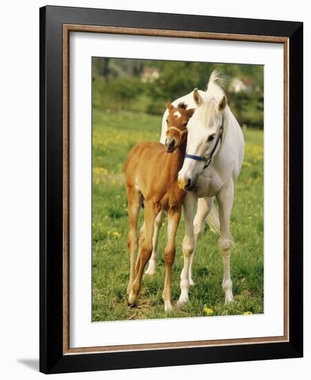 Mare and foal nuzzling. Urakawa, Hokkaido, Japan-Aso Fujita-Framed Photographic Print