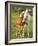 Mare and foal nuzzling. Urakawa, Hokkaido, Japan-Aso Fujita-Framed Photographic Print