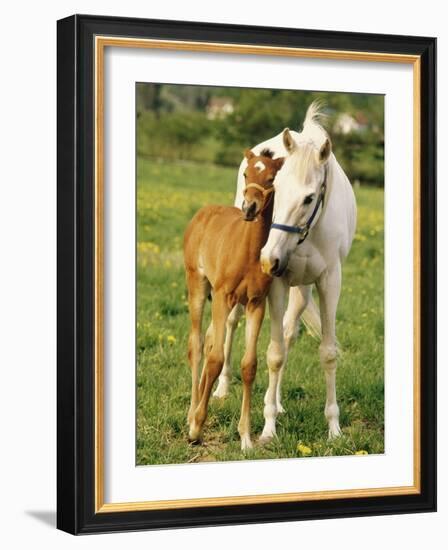 Mare and foal nuzzling. Urakawa, Hokkaido, Japan-Aso Fujita-Framed Photographic Print