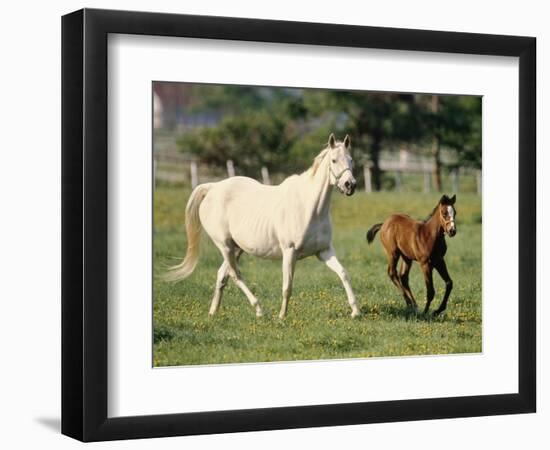 Mare and foal running in field, Urakawa, Hokkaido, Japan-Aso Fujita-Framed Photographic Print