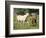 Mare and foal running in field, Urakawa, Hokkaido, Japan-Aso Fujita-Framed Photographic Print