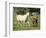 Mare and foal running in field, Urakawa, Hokkaido, Japan-Aso Fujita-Framed Photographic Print