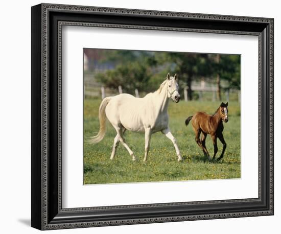 Mare and foal running in field, Urakawa, Hokkaido, Japan-Aso Fujita-Framed Photographic Print