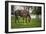 Mare and Foal Together-Galloimages Online-Framed Photographic Print