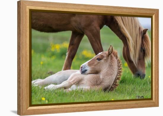 Mare and New Born Foal, Iceland-Arctic-Images-Framed Premier Image Canvas