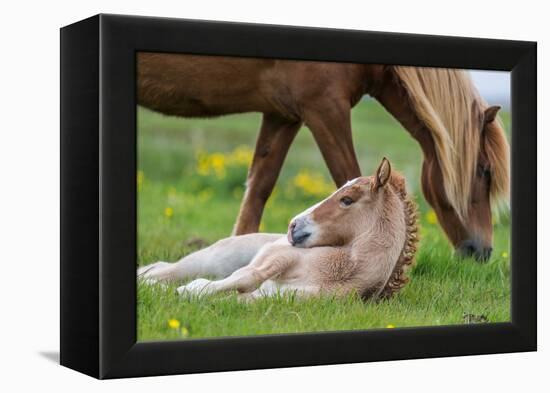 Mare and New Born Foal, Iceland-Arctic-Images-Framed Premier Image Canvas