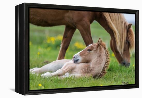 Mare and New Born Foal, Iceland-Arctic-Images-Framed Premier Image Canvas