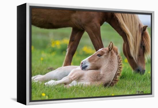 Mare and New Born Foal, Iceland-Arctic-Images-Framed Premier Image Canvas