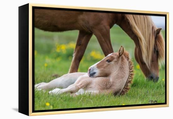 Mare and New Born Foal, Iceland-Arctic-Images-Framed Premier Image Canvas