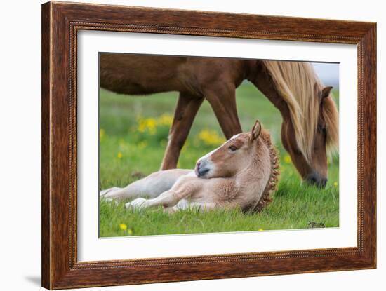 Mare and New Born Foal, Iceland-Arctic-Images-Framed Photographic Print