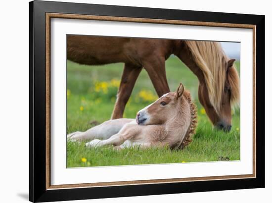 Mare and New Born Foal, Iceland-Arctic-Images-Framed Photographic Print