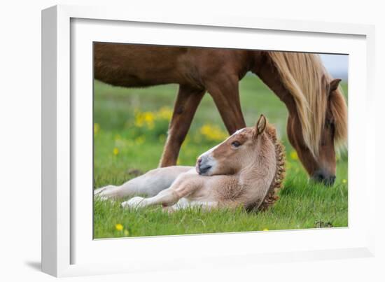 Mare and New Born Foal, Iceland-Arctic-Images-Framed Photographic Print