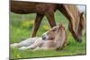 Mare and New Born Foal, Iceland-Arctic-Images-Mounted Photographic Print