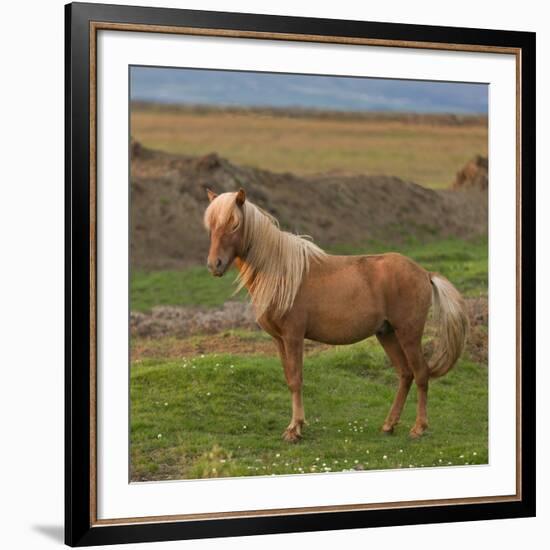 Mare, Icelandic Horse, Iceland-Arctic-Images-Framed Photographic Print