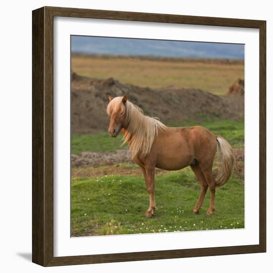 Mare, Icelandic Horse, Iceland-Arctic-Images-Framed Photographic Print