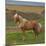 Mare, Icelandic Horse, Iceland-Arctic-Images-Mounted Photographic Print