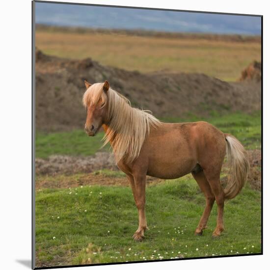 Mare, Icelandic Horse, Iceland-Arctic-Images-Mounted Photographic Print