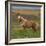 Mare, Icelandic Horse, Iceland-Arctic-Images-Framed Photographic Print