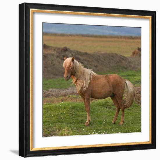 Mare, Icelandic Horse, Iceland-Arctic-Images-Framed Photographic Print