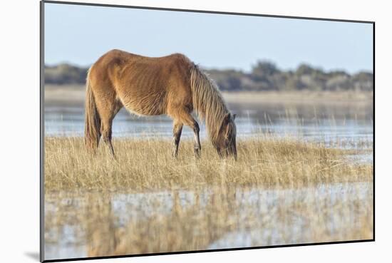 Mare in the Morning-Wink Gaines-Mounted Giclee Print