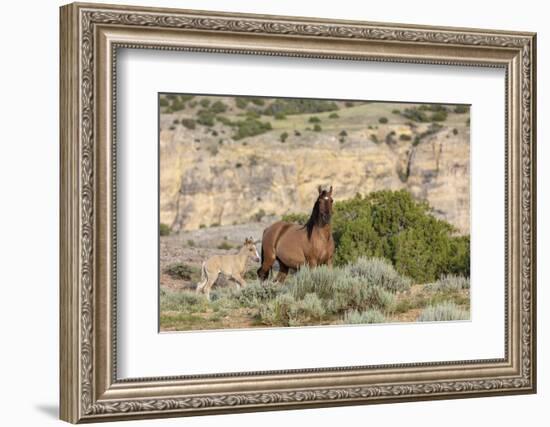 Mare with newborn foal in the Bighorn National Recreation Area, Montana, USA-Chuck Haney-Framed Photographic Print