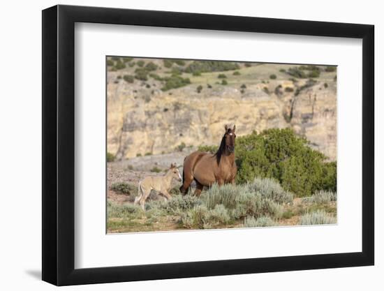 Mare with newborn foal in the Bighorn National Recreation Area, Montana, USA-Chuck Haney-Framed Photographic Print