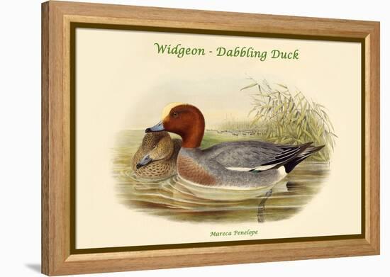 Mareca Penelope - Widgeon - Dabbling Duck-John Gould-Framed Stretched Canvas