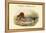 Mareca Penelope - Widgeon - Dabbling Duck-John Gould-Framed Stretched Canvas