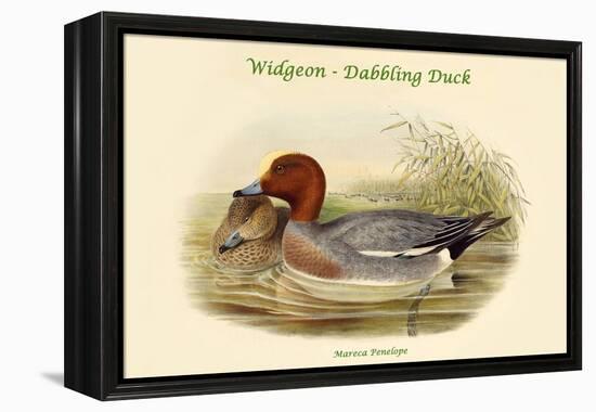 Mareca Penelope - Widgeon - Dabbling Duck-John Gould-Framed Stretched Canvas