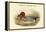 Mareca Penelope - Widgeon - Dabbling Duck-John Gould-Framed Stretched Canvas