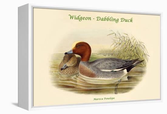 Mareca Penelope - Widgeon - Dabbling Duck-John Gould-Framed Stretched Canvas