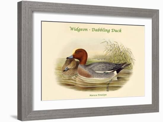 Mareca Penelope - Widgeon - Dabbling Duck-John Gould-Framed Art Print