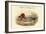 Mareca Penelope - Widgeon - Dabbling Duck-John Gould-Framed Art Print