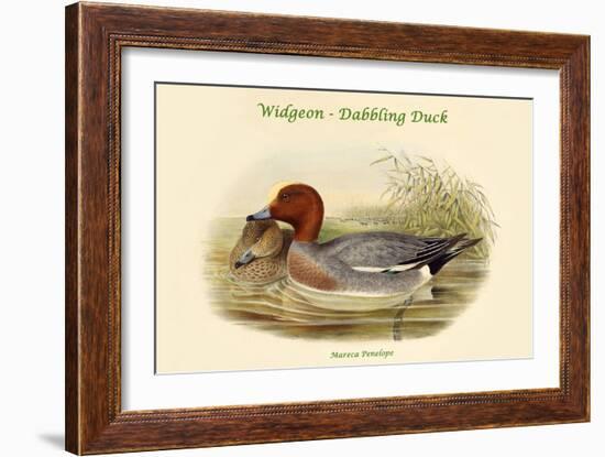 Mareca Penelope - Widgeon - Dabbling Duck-John Gould-Framed Art Print