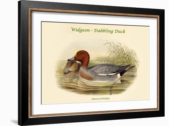 Mareca Penelope - Widgeon - Dabbling Duck-John Gould-Framed Art Print