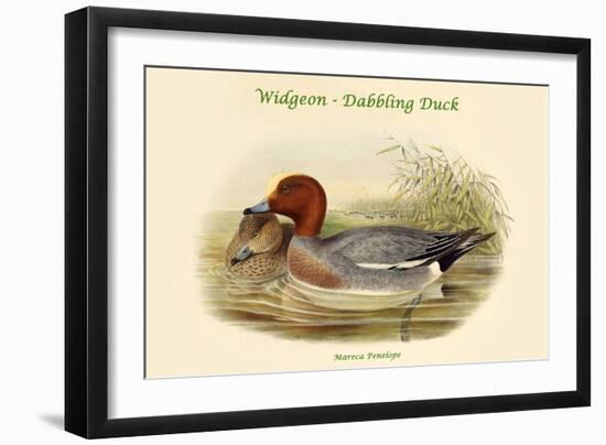 Mareca Penelope - Widgeon - Dabbling Duck-John Gould-Framed Art Print